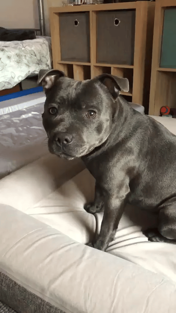 Why you'll love the Deluxe Orthopedic Memory Foam Bed